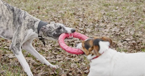 Two dogs playing with toy Stock Footage 128821637