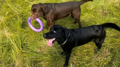Two dogs playing with toy on grass in forest Stock Footage 73222492