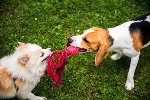 Two dogs playing tug of war with a rope Stock Photos