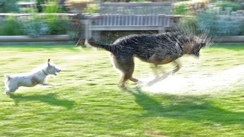 Two dogs playing with water splashes Stock Footage 84969919