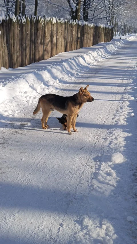 Two dogs playing in winter 스톡 동영상 327142330