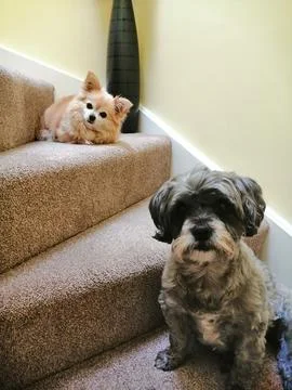 Two dogs posing Stock Photos