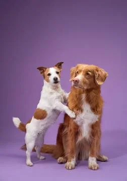 Two dogs posing together in a studio Stock Photos