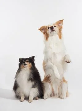Two dogs posing on white backdrop Stock Photos