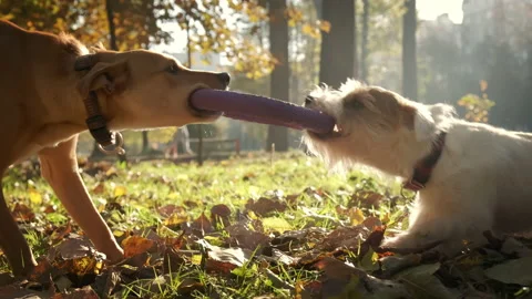 Two dogs pull puller each other's toy in park on sunny day Stock Footage 165134471