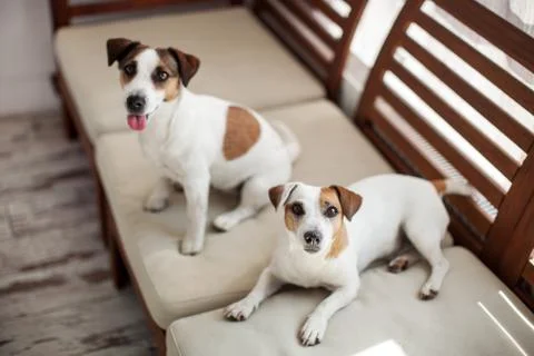Two dogs relax on sofa Stock Photos