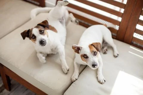 Two dogs relax on sofa Stock Photos