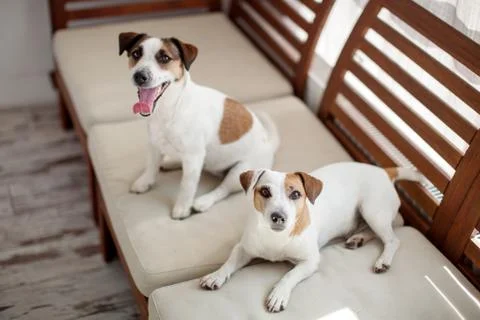 Two dogs relax on sofa Stock Photos