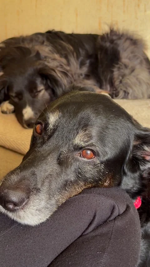 Two dogs resting on a couch at home Stock Footage 336802469