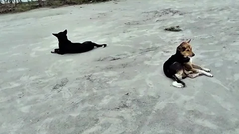 Two dogs resting on a sandy field enjoying the outdoors on a sunny day Stock Footage 319328716