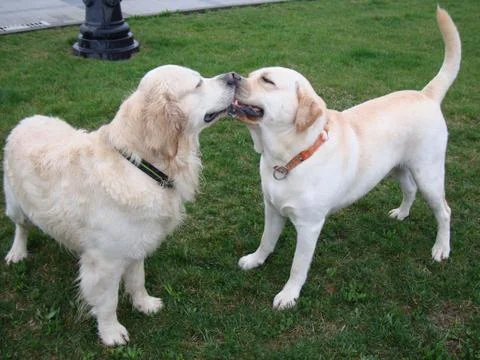 Two dogs retriever and labrador play on green grass Stock Photos
