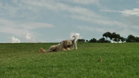 Two dogs roll over in a park slow motion 4K Video stock 242735851