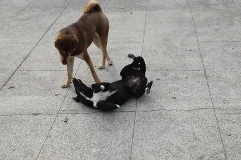 Two dogs rolling around on the ground, one brown and white dog is standing .. Stock Photos