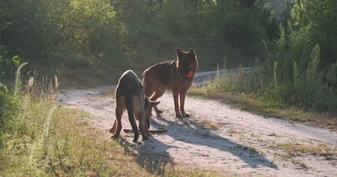 Two dogs run after a thrown stick. German shepherds play on a sandy road in the Video stock 280409015