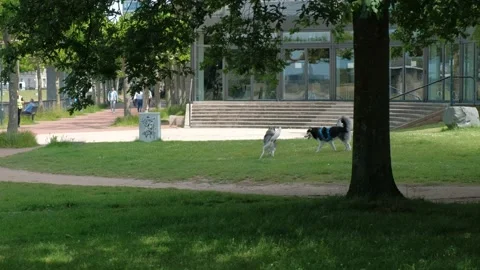 Two dogs run and play on the promenade in downtown DUSSELDORF. Stock Footage 221552732
