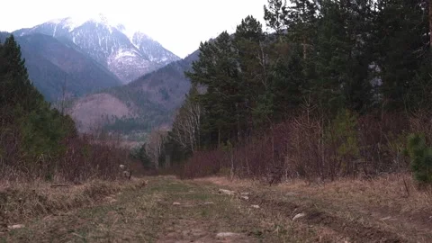 Two dogs run and play with each other on road at foot of mountains. slow motion. Stock Footage 229835373
