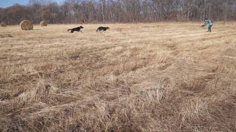 Two dogs runing in the field Stock Footage 119679344