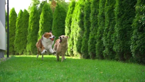 Two dogs running along a sunlit backyard hedge in a slow motion shot Stock Footage 312525924