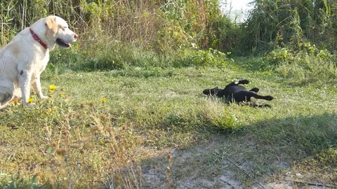 Two dogs running and playing together on green grass at nature outdoor. Close up Video stock 71397980