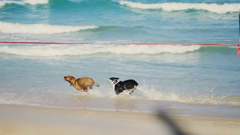 Two dogs running and playing together on sandy beach in summer day outdoors Stock Footage 312447315