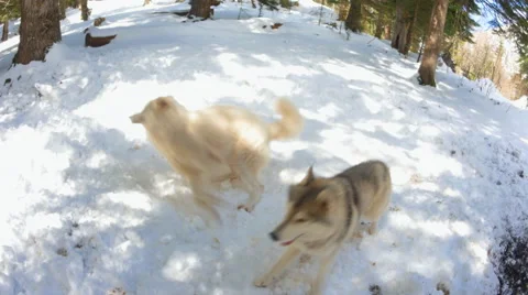 Two dogs running away from a third Stock Footage 50409366