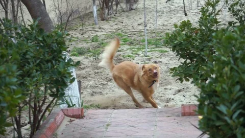 Two dogs running on backyard. Playing together.  Slow motion. Stock Footage 99517305