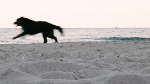 Two dogs running on the beach for one another Stockbeeldmateriaal 67231392