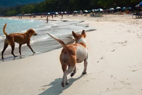 Two dogs running on the beach Stock Photos
