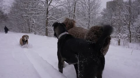Two Dogs Running in Deep Snow Stock Footage 305956798