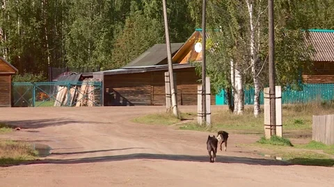 Two dogs running down the street in a Russian province in summer Stock Footage 340143915