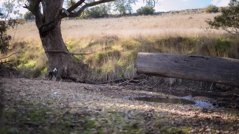 Two dogs running in the forest Stock Footage 94884460