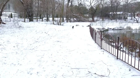 Two dogs running in the park 스톡 동영상 78875046
