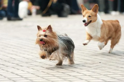 Two dogs running Stock Photos