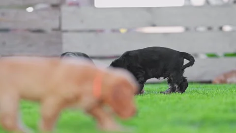 Two dogs running side by side in slow motion. Stock Footage 325993603