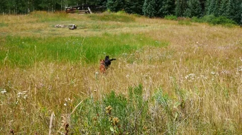 Two dogs running through a field during summer. Stock Footage 54260668