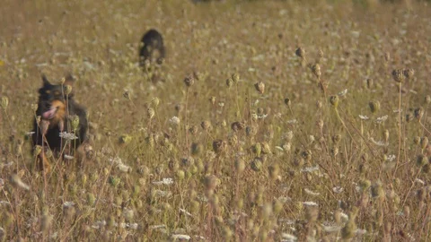Two Dogs Running Through a Meadow Towards the Camera Stock Footage 95944664