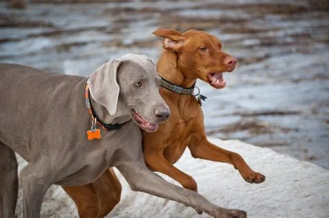 Two Dogs Running in Winter Stock Photos