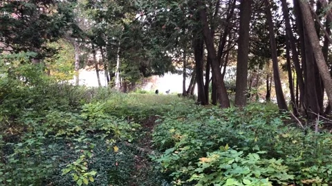 Two dogs running in the woods Stock Footage 118758026