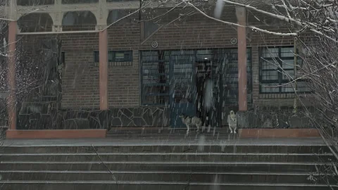 Two Dogs Sheltering From a Snowstorm Stock Footage 327214423