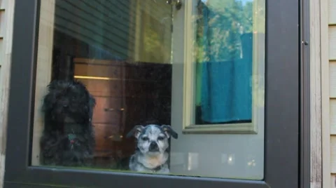 Two dogs sit and look out window. Stock Footage 8652796