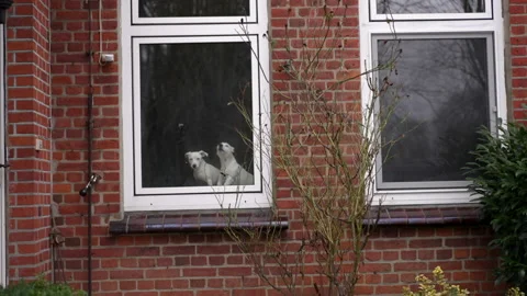 Two dogs sit behind the window Stock Footage 219795197