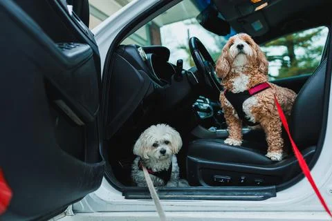 Two dogs sit inside a parked car. One dog has curly fur and is white, while t 스톡 사진