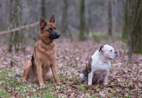 Two dogs siting in the forrest, one German Shepherds and one Englisch buldog, Stock Photos