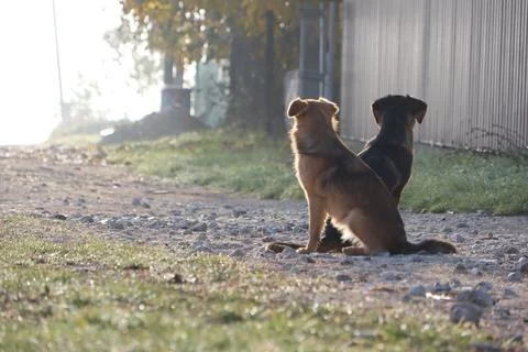 Two Dogs Sitting Back to Back in a Beautiful and Serene Landscape Under the Stock Photos