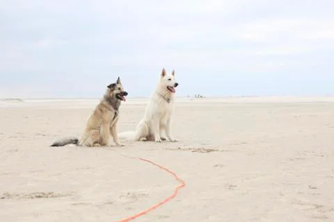 Two dogs sitting on beach Stock Photos