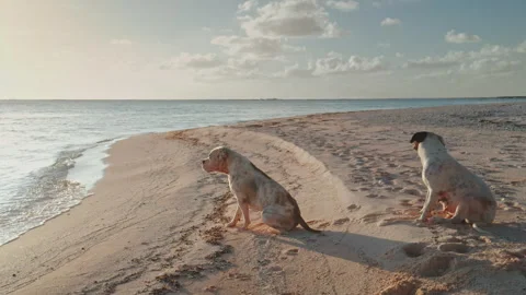 Two dogs sitting on the beach watching the sunset over the ocean Stock Footage 309331490