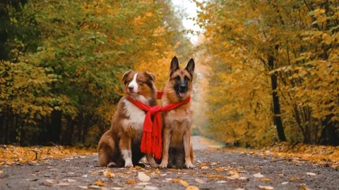 Two dogs sitting on empty forest road, wrapped in red knitted scarf. Stock Footage 218127989
