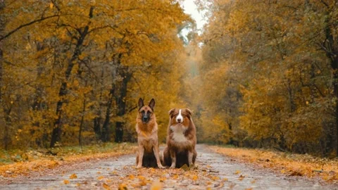 Two dogs sitting on empty forest road under leaf fall. Stock Footage 218130348
