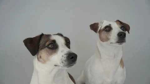 Two dogs sitting at home Stock Footage 103660759