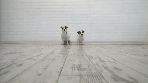 Two dogs sitting at home Stock Footage 113445644